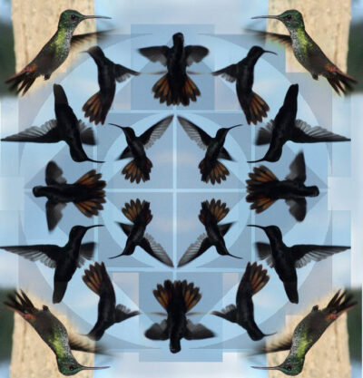 Hummingbird Mandala. Quality Art Print. (A4 Print on quality Paper)
